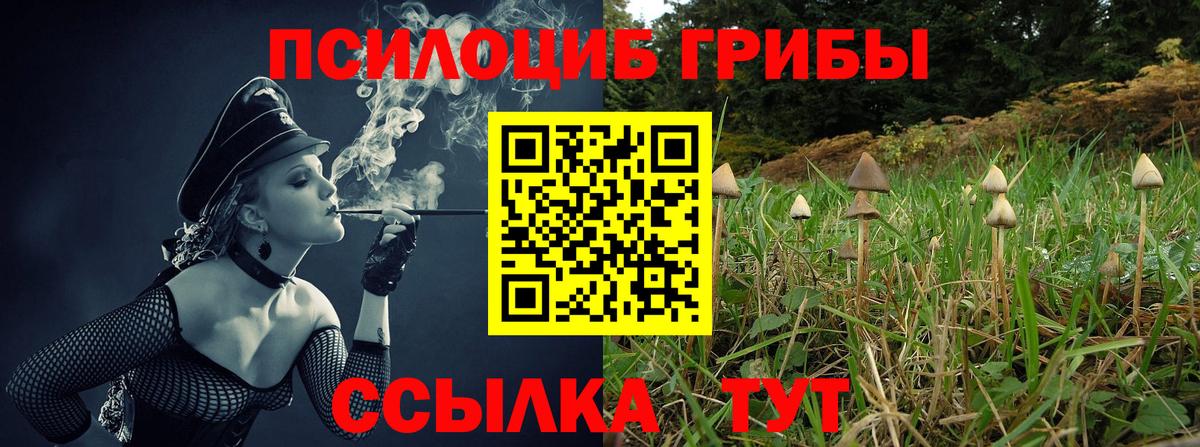 Псилоцибиновые грибы Psilocybe Камышлов